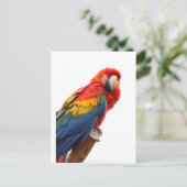 Colorful Macaw Chic Classy Mod Tropisch Briefkaart (Staand voorkant)