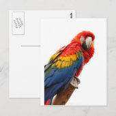 Colorful Macaw Chic Classy Mod Tropisch Briefkaart (Voorkant / Achterkant)
