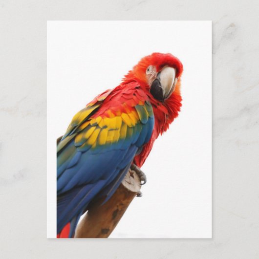 Colorful Macaw Chic Classy Mod Tropisch Briefkaart (Voorkant)
