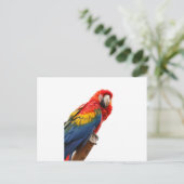 Colorful Macaw Chic Classy Mod Tropisch Briefkaart (Staand voorkant)