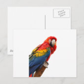 Colorful Macaw Chic Classy Mod Tropisch Briefkaart (Voorkant / Achterkant)