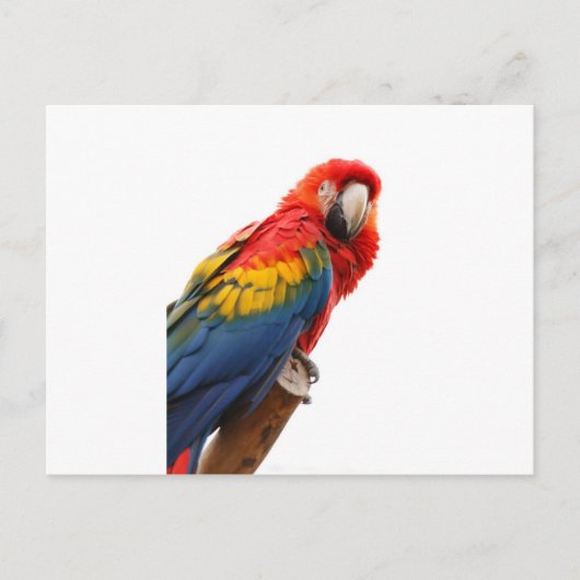 Colorful Macaw Chic Classy Mod Tropisch Briefkaart (Voorkant)