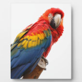 Colorful Macaw Chic Classy Mod Tropisch Fotoplaat (Voorkant)
