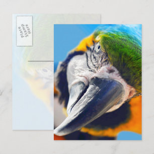 Colorful Macaw Face Briefkaart