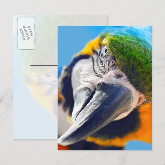 Colorful Macaw Face Briefkaart (Voorkant / Achterkant)