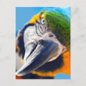 Colorful Macaw Face Briefkaart (Voorkant)