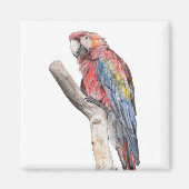 Colorful Macaw Parrot Waterverf Magneet (Voorkant)