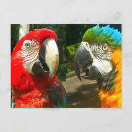 Colorful Macaws, Trinidad Briefkaart