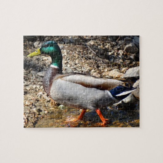 Colorful Male Mallard Duck Walking Legpuzzel (Horizontaal)