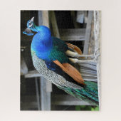 Colorful Male Peacock Legpuzzel (Verticaal)