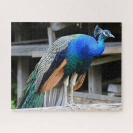 Colorful Male Peacock Legpuzzel