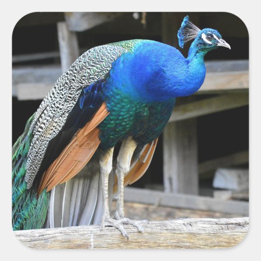 Colorful Male Peacock Vierkante Sticker (Voorkant)