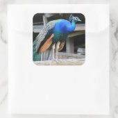 Colorful Male Peacock Vierkante Sticker (Tas)