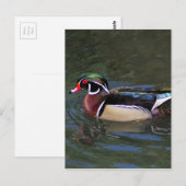 Colorful Male Wood Duck - Aix sponssa Briefkaart (Voorkant / Achterkant)