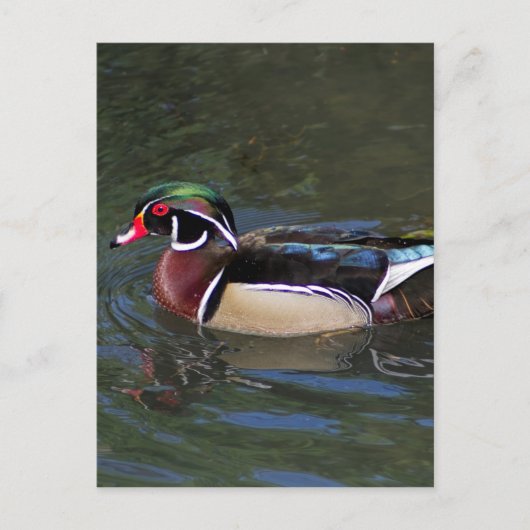 Colorful Male Wood Duck - Aix sponssa Briefkaart (Voorkant)