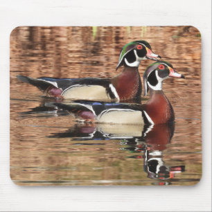 Colorful Male Wood Ducks Muismat