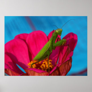 Colorful Mantis Poster