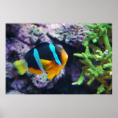 Colorful Marine Life Poster (Voorkant)