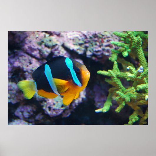Colorful Marine Life Poster (Voorkant)