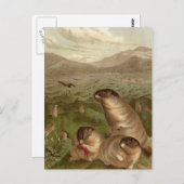 Colorful marmot-kaart briefkaart (Voorkant / Achterkant)