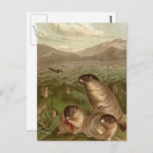 Colorful  marmot-kaart briefkaart (Voorkant / Achterkant)