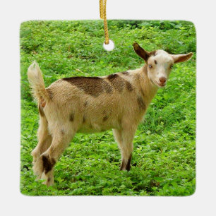 Colorful Moonspotted Nigerian Dwarf Dairy Goat Kin Keramisch Ornament