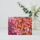 Colorful Mums Briefkaart (Staand voorkant)