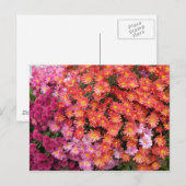 Colorful Mums Briefkaart (Voorkant / Achterkant)