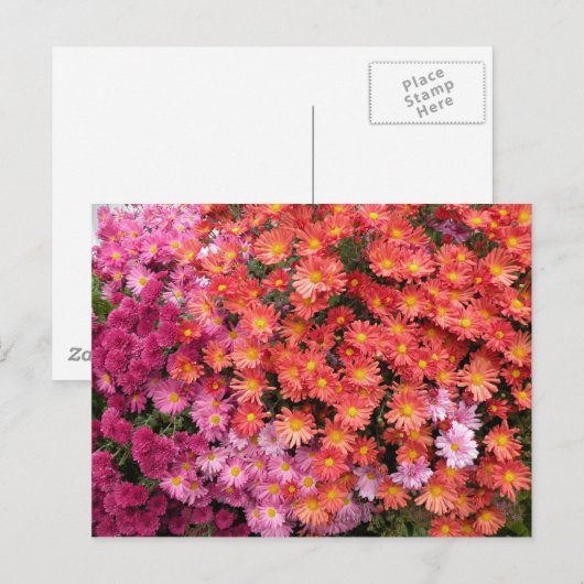 Colorful Mums Briefkaart (Voorkant / Achterkant)