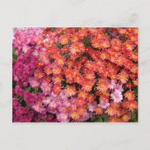 Colorful Mums Briefkaart (Voorkant)