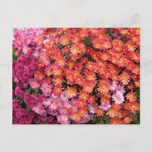 Colorful Mums Briefkaart (Voorkant)