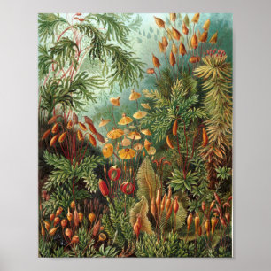 Colorful  Natuur Wild Forest Illustration Poster