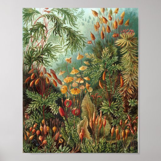 Colorful Natuur Wild Forest Illustration Poster (Voorkant)
