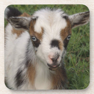Colorful Nigerian Dwarf Dairy Goat Kind Bier Onderzetter