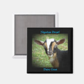 Colorful Nigerian Dwarf Dairy Goat Kind Magneet (Voorkant / Achterkant)