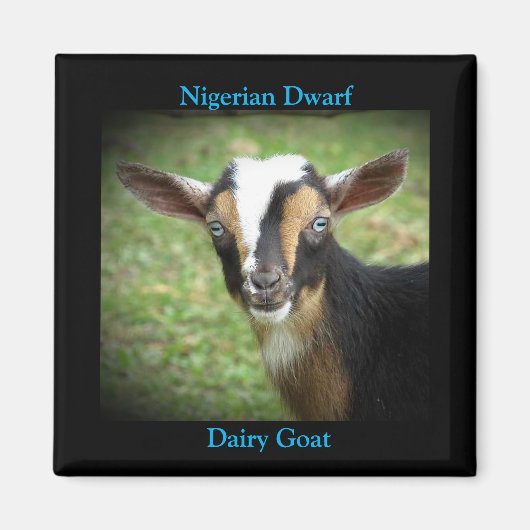 Colorful Nigerian Dwarf Dairy Goat Kind Magneet (Voorkant)