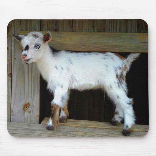 Colorful Nigerian Dwarf Dairy Goat Kind Muismat (Voorkant)