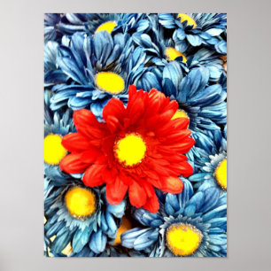 Colorful Oranje Red Blue Gerber Daisies Flowers Poster