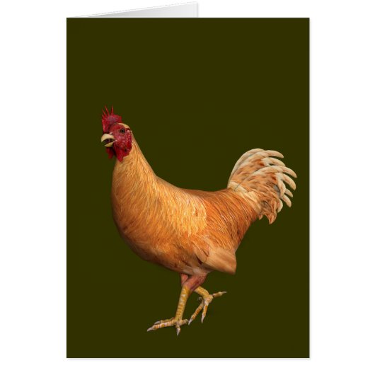 Colorful Oranje Rooster (Voorkant)