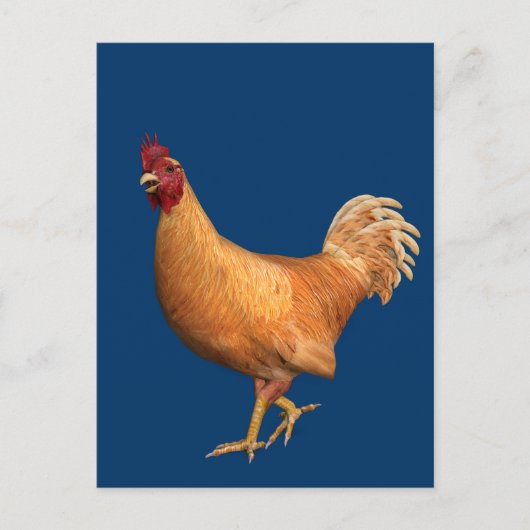 Colorful Oranje Rooster Briefkaart (Voorkant)