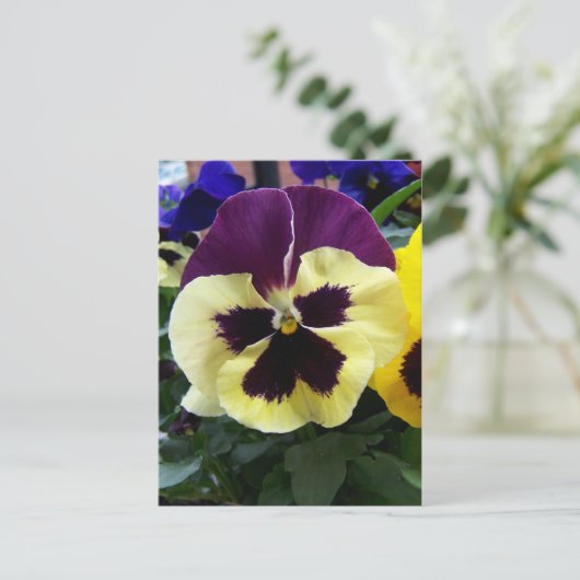 Colorful Pansy Briefkaart (Staand voorkant)