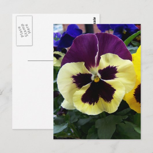 Colorful Pansy Briefkaart (Voorkant / Achterkant)