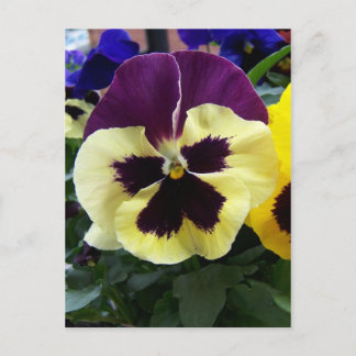 Colorful Pansy Briefkaart