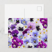 Colorful Pansy en Daisy Flowers Briefkaart (Voorkant / Achterkant)
