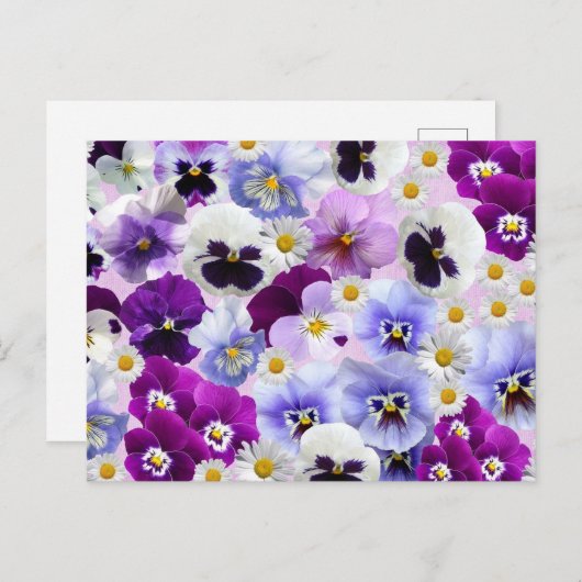 Colorful Pansy en Daisy Flowers Briefkaart (Voorkant / Achterkant)