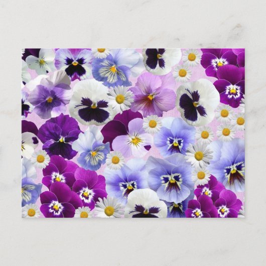 Colorful Pansy en Daisy Flowers Briefkaart (Voorkant)