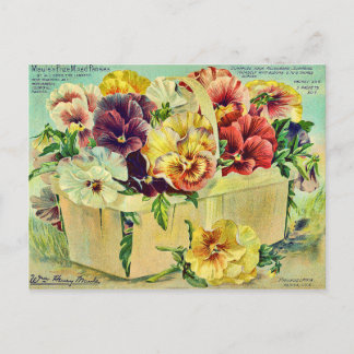 Colorful Pansy Flowers  Seed Packet Hoesje Briefkaart