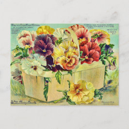 Colorful Pansy Flowers  Seed Packet Hoesje Briefkaart