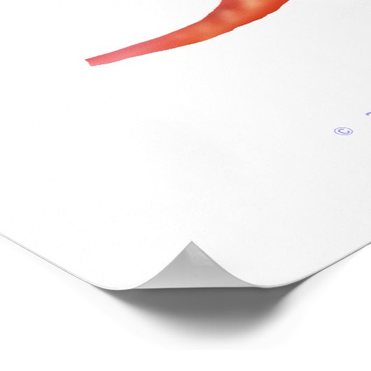 Colorful Paradise Gourami Fish Print (Hoek)