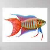 Colorful Paradise Gourami Fish Print (Voorkant)